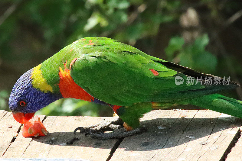 温顺的彩虹鹦鹉(Trichoglossus moluccanus)嘴中的食物，栖息在木甲板上的鹦鹉，在阳光下吃西瓜的特写图像，重点在前景